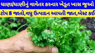 ધાણાની ખેતી/ધાણાનું બિયારણ/ધાણાનું વાવેતર/ધાણીની ખેતી Dhana ni kheti #dhana #coriander @Kheti_walee