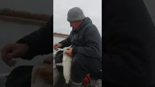 CATFISH FOR CRUCIAN FISH 