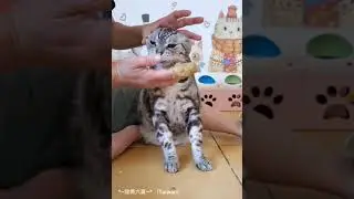 *~龍媽六寶~* 餵龍少爺吃腎罐篇