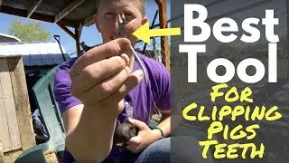 Clipping Baby Pigs Teeth