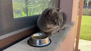 My hungry cat eats his snack in the garden