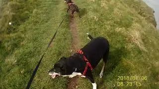 Todays dog walk Un edited VLOG