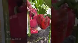 Тестирование сладкого перца от Семена Маркет . #перец#семенамаркет #семена #хештег