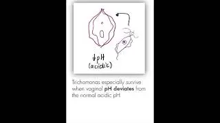 Flagellates (Parasitology)