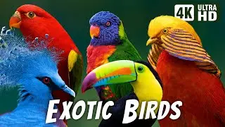 Most Exotic Birds | Relaxing Bird Sounds | Breathtaking & Colorful Nature | Stress Relief Sounds