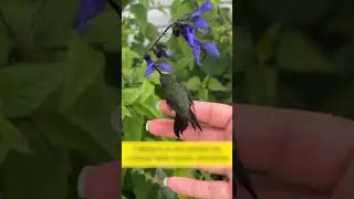 A hummingbird suffered from heat and a man rescued it and gave it shelter.