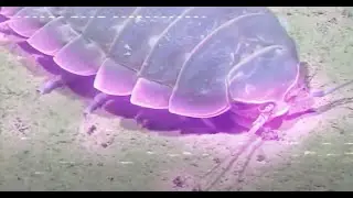 ISOPOD'99 shitpost