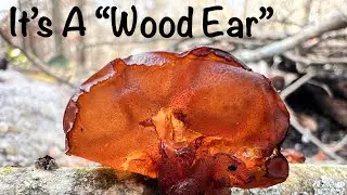 What’s this jelly stuff on that log? Is it An Amber #Jellyroll