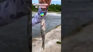 Эта приманка ловит судаков 6 кг и 40 грамм 😂 #рыбалка #спиннинг #тейлспиннер #ufstudio