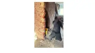 Aprendiz de albañil