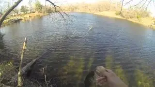 Pre Spawn Bassin: 1