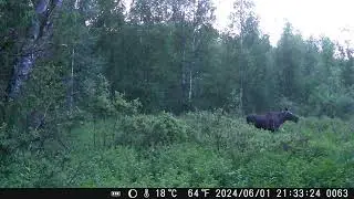 20240601 лоси. Вторая лосиха?