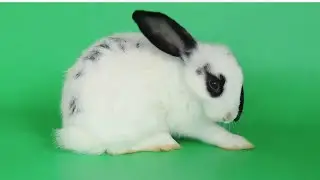 White Rabbit On Green screen
