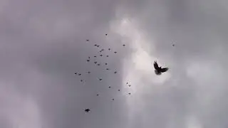 Голуби порадовали сегодня меня 15 10 2023 года