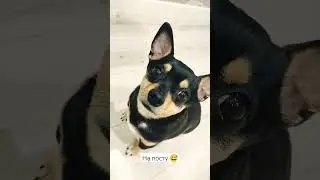 ждёт вкусняшки 😅