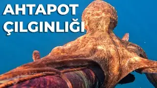 MUHTEŞEM BİR DALIŞ GÜNÜ - Zıpkınla Balık Avı Vlog - 32