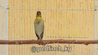 чечевица пение / Carpodacus erythrinus