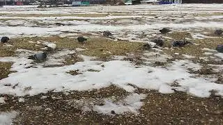 Ауыл кугэрсендэре.