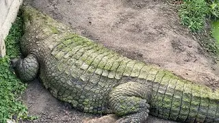 Close up of the biggest crocodile you've ever seen.