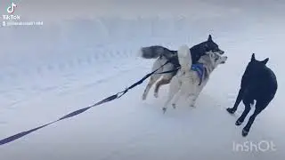Ездовые собаки