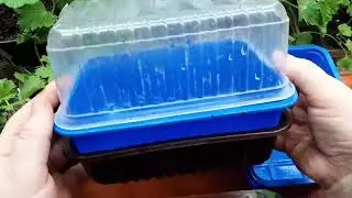 Вот что посеяла в последний день марта. Расскажу о петунии, бальзамине, торении и циннии.