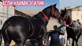 Сиёх кашка аспи Наими Эгилик нав янги от кеган🇹🇯