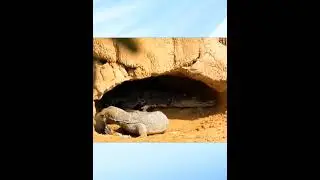 Crocodile vs. Komodo Dragon #shorts