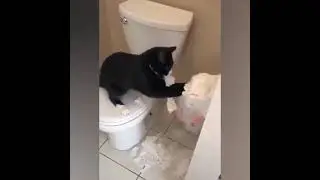 🔥🔥🔥🔥- Pretty Cute - 你想要養貓嗎？❤️貓🐱🐱
