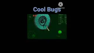 Cool Bugs 