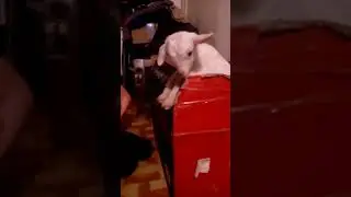 Выкармливаем козлят дома