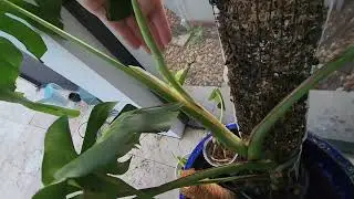 new to me monstera del. first new leaf