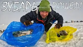 ВЛОГ РЫБАКА | ПОШЕЛ ЗУБАРЬ | Конфликт на РЫБАЛКЕ | Сахалин 2024