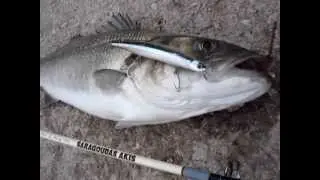 Bassday Logsurf 144 (Seabass - Λαυράκι) 3,300Kg