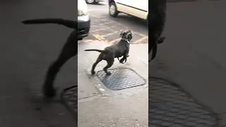 THE DAY I GAVE MY HUMAN AWAY 