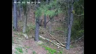 Two Different Woodpeckers and a Cardinal