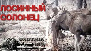 Лоси на солонце весной