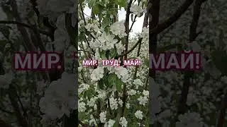 Мир. Труд. Май!