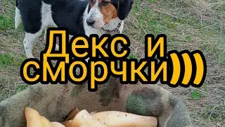 Прогулка с Дексом, набрал целую шапку сморчков))).
