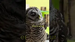 Owl coffee shops #shorts