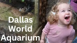 Vlog 81 | Dallas World Aquarium