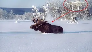 #2 Охота с квадрокоптера. Охота с воздуха на Лося.