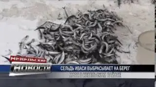 Сельдь иваси у берегов Невельского района