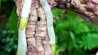 Корни орхидеи Фаленопсис на блоке