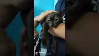 You're going to tolerate me !!! #short #youtubeshorts #animals #pets #petlover #cat #catlover #cats