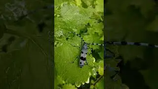 Лесной красавчик - Альпийский усач.