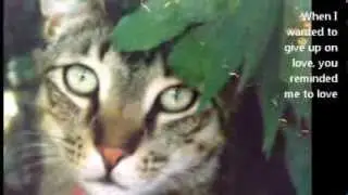 All cats go to heaven