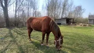 Ревизорим, по объявлению О продажи Лошади👍❌