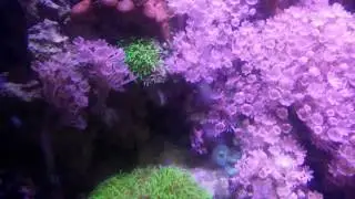 65 gallon reef tank update