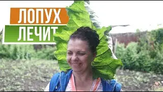 Лопух: от природы к медицине ✿ Сок лопуха от 1000 болезней