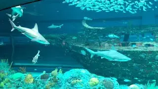 Corpus Christi - Texas State Aquarium